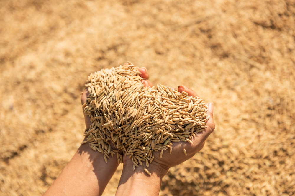 Exploring the World of Rice Distributors in the USA: AKC Commodities