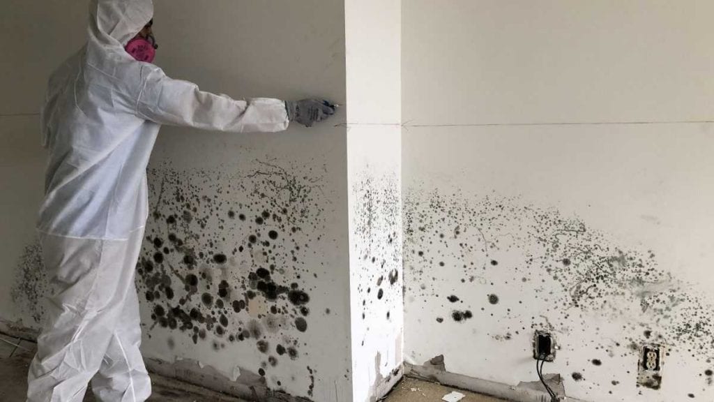 Shine On: Rainbow Mold Removal Services Bring Back the Radiance