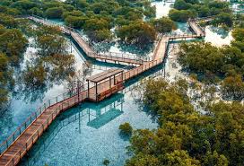 Discover the Wonders of Jubail Mangrove Park